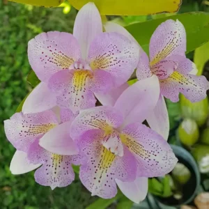 Cattleya Cattleya Chantilly Lace Blooming Size