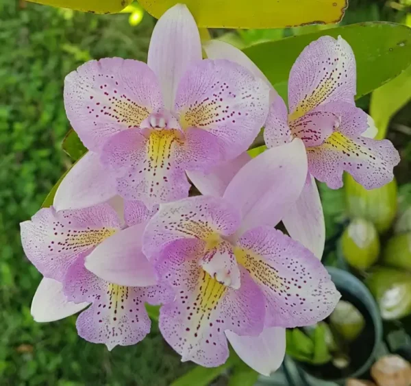 Cattleya Cattleya Chantilly Lace Blooming Size