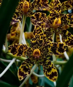 Grammatophyllum Speciosum Blume (Big Size)