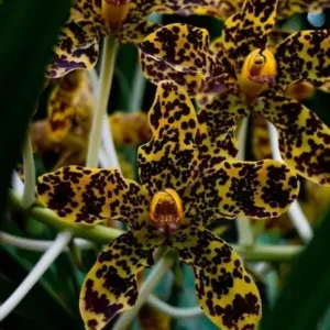 Grammatophyllum Speciosum Blume (Big Size)