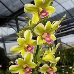 Ready to Flower Size Dendrobium Yellow Red Lip Variegated