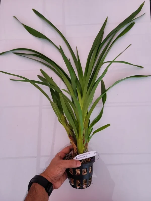 Grammatophyllum Speciosum Blume (Big Size) - Image 2