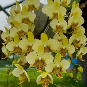 Alternative view of Phalaenopsis stuartiana var. nobilis 'Yellow Strain'