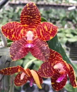 Phalaenopsis Orchid World Ching Hua Blooming Size