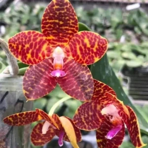 Phalaenopsis Orchid World Ching Hua Blooming Size