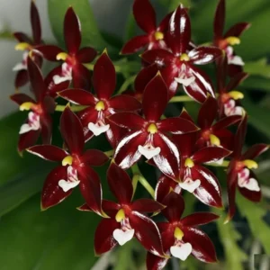 Phalaenopsis Cornu Cervi Red Blooming Size