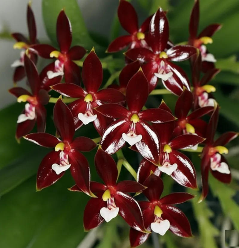 Phalaenopsis Cornu Cervi Red Blooming Size