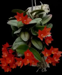 Alternative view of Cattleya Cernua (Miniature Cattleya Orchid)