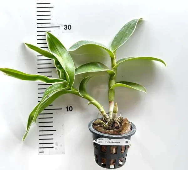 Ready to Flower Size Dendrobium Yellow Red Lip Variegated - Image 2