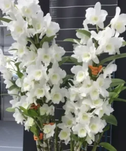 Nobile White Blooming Size
