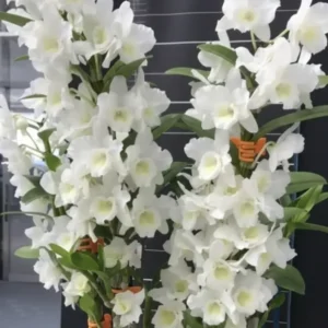 Nobile Big White Blooming Size