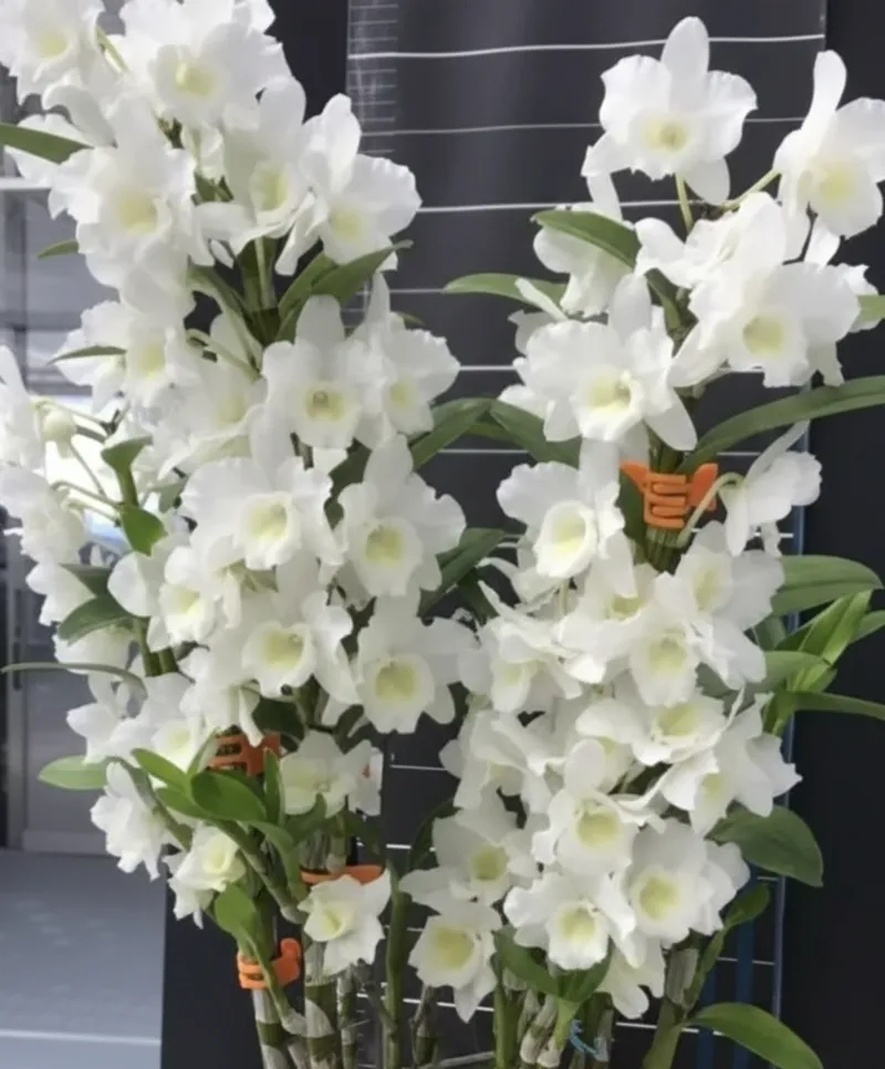 Nobile Big White Blooming Size