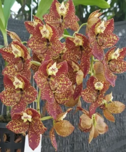 Cycnoches Jumbo Legend Blooming Size