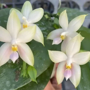 Phalaenopsis Bellina fma Pink Blooming Size (Fragrant)