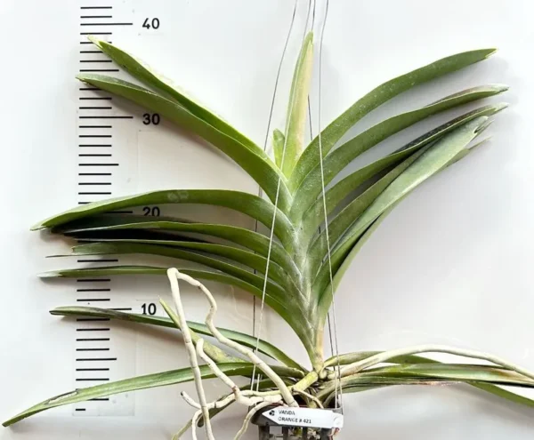 Vanda Orange 421 Blooming Size - Image 2