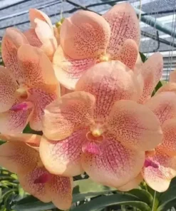 Vanda Orange 421 Blooming Size
