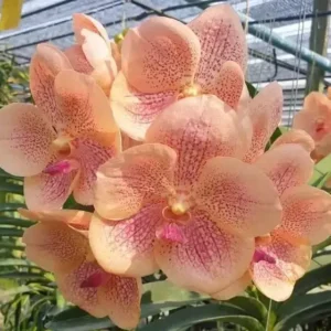 Vanda Orange 421 Blooming Size