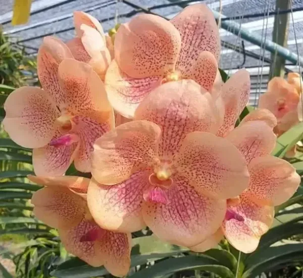 Vanda Orange 421 Blooming Size