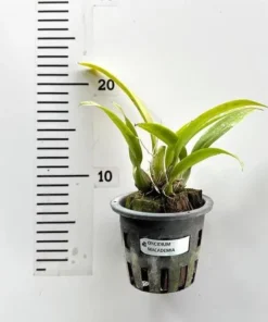 Alternative view of Macradenia Multiflora