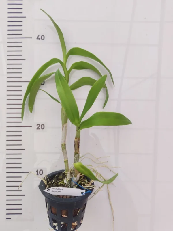 Ready to Flower Size Dendrobium Shavin Pink - Image 2