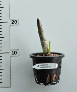 Alternative view of Cycnoches Jumbo Legend Blooming Size