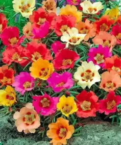 Portulaca Combo pack of 90 Cuttings (30 Colors)