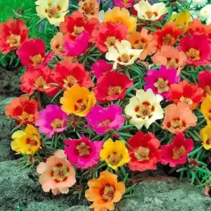 Portulaca Combo pack of 90 Cuttings (30 Colors)