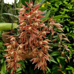 Macradenia Multiflora