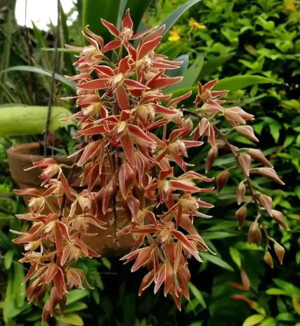 Macradenia Multiflora