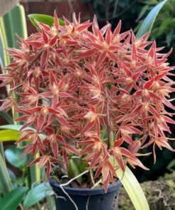 Macradenia Multiflora