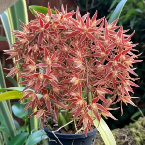 Macradenia Multiflora