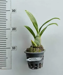 Alternative view of Fredclarkeara Kelly Longley - Black Orchid