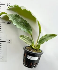 Alternative view of Coelogyne Xyrekes Blooming Size