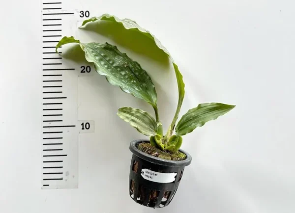 Coelogyne Xyrekes Blooming Size - Image 2