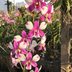 Ready to Flower Size Dendrobium Shavin Pink
