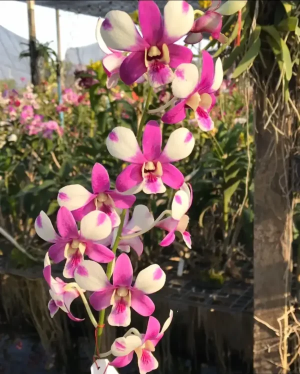 Ready to Flower Size Dendrobium Shavin Pink