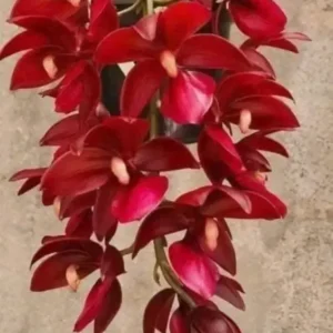 Cycnodes Taiwan Red Blooming Size