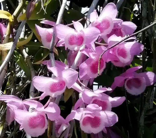 Dendrobium Nestor Full Lip - Big Size (Strongly Fragrant)