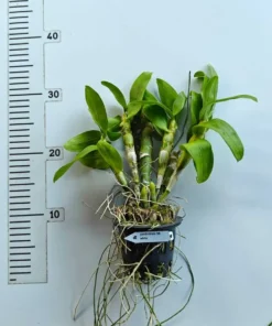 Alternative view of Nobile White Blooming Size