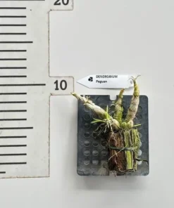 Alternative view of Dendrobium Peguanum Blooming Size