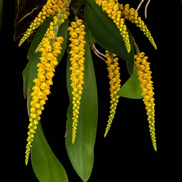 Pomatocalpa Spicata - Image 2