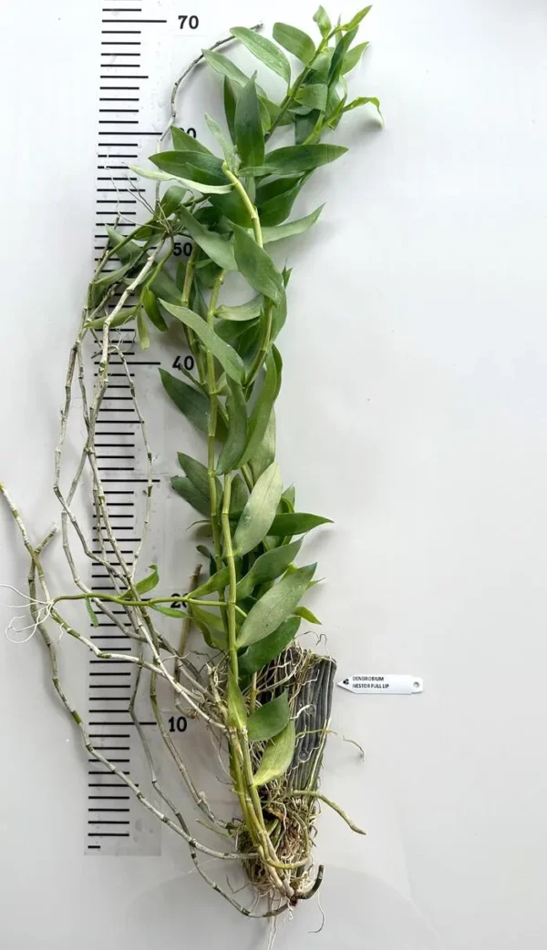 Dendrobium Nestor Full Lip - Big Size (Strongly Fragrant) - Image 2
