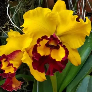 Cattleya Willete Wong Blooming Size