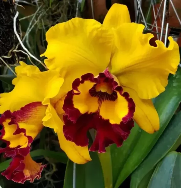 Cattleya Willete Wong Blooming Size
