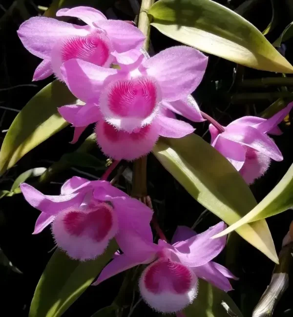 Dendrobium Nestor Full Lip - Big Size (Strongly Fragrant) - Image 3