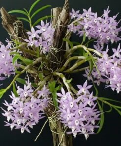 Dendrobium Hercoglossum Blooming Size (Fragrant)