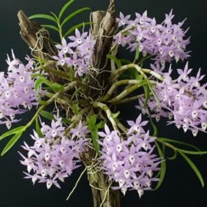 Dendrobium Hercoglossum Blooming Size (Fragrant)