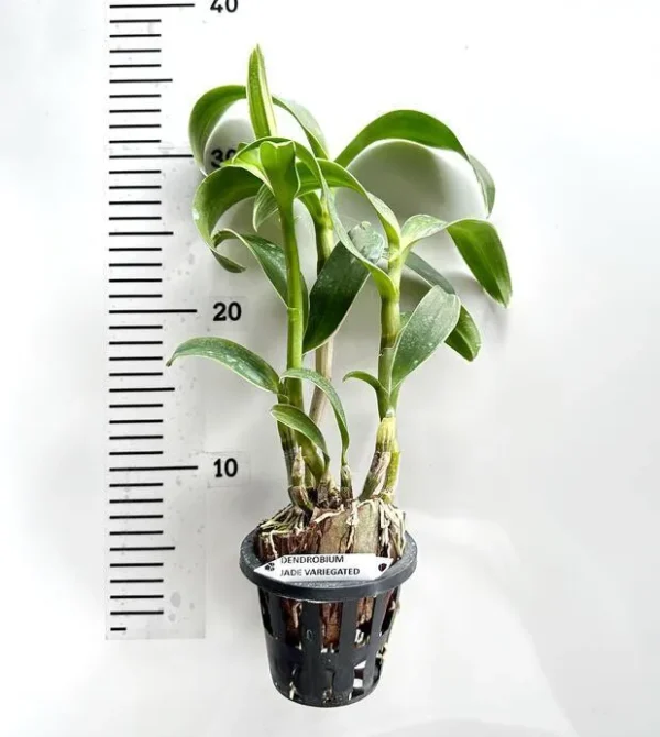 Ready to Flower Size Dendrobium Jade Variegated - Image 2