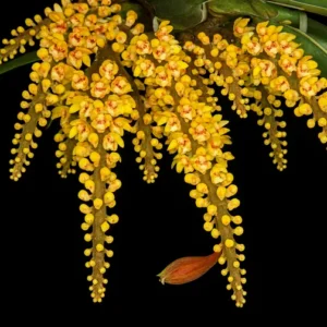 Pomatocalpa Spicata