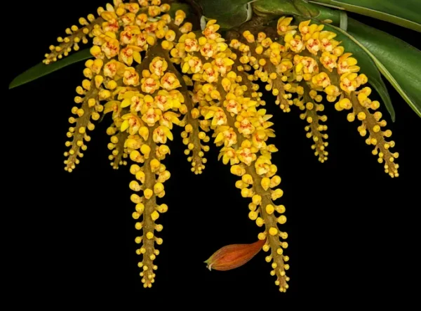 Pomatocalpa Spicata